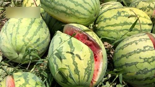 西安瓜最新爆料